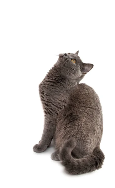 Hermoso gato de pelo corto británico gris o azul doméstico con gritos — Foto de Stock