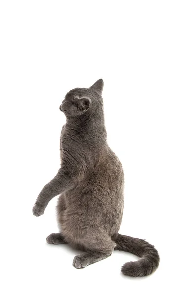 Beautiful domestic gray or blue British short hair cat with yell — Stock Photo, Image