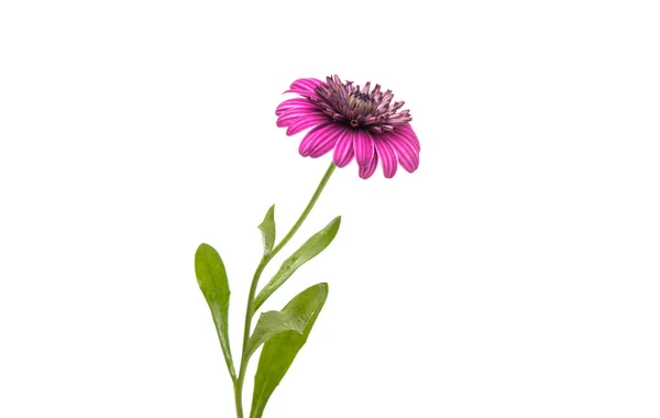 Osteosperumum λουλούδι Μαργαρίτα απομονωθεί — Φωτογραφία Αρχείου
