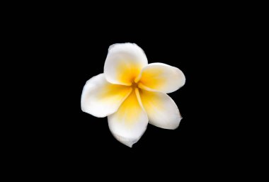 izole frangipani çiçek 