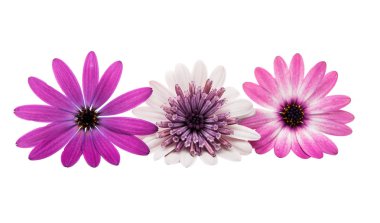 İzole Osteosperumum çiçek papatya 