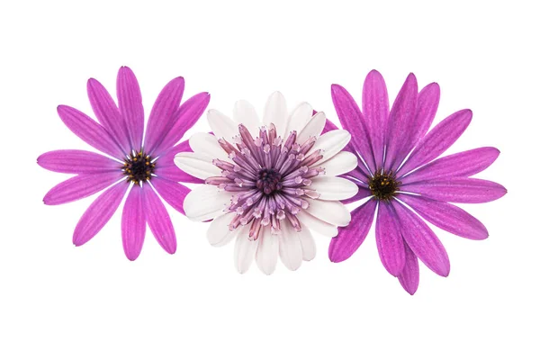 Osteosperumum virág Daisy elszigetelt — Stock Fotó
