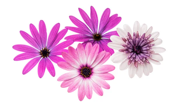 Osteosperumum Flower Daisy Isolated — Stock Photo, Image