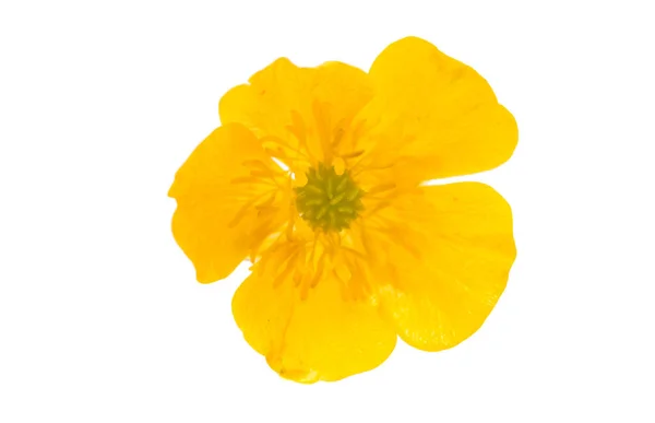 Fleur jaune de printemps isolée — Photo