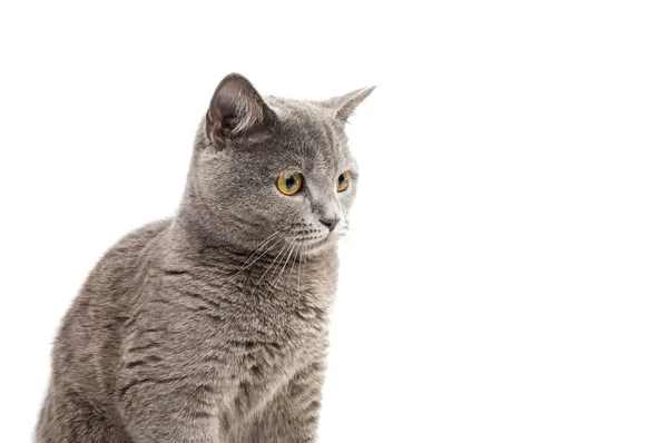 British shorthair grey cat isolated — Stock Photo, Image