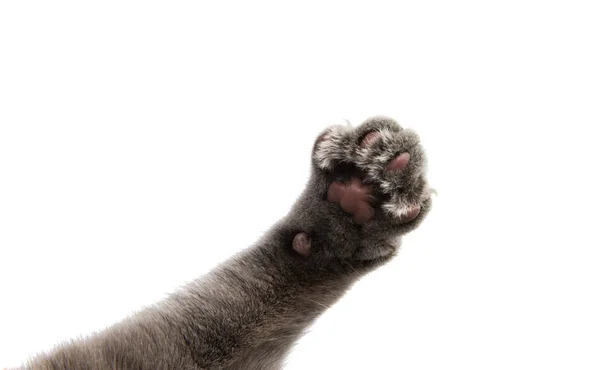 Gray cat paw — Stock Photo, Image