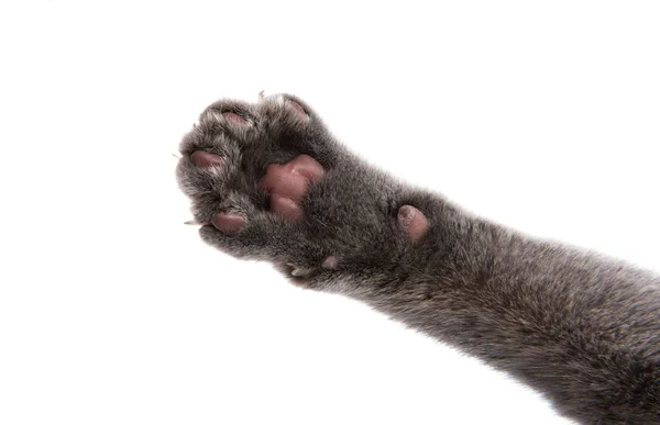 Graue Katzenpfote — Stockfoto