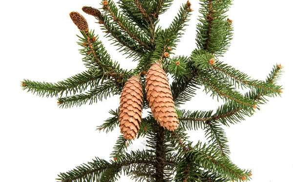 Karácsony zöld fa — Stock Fotó