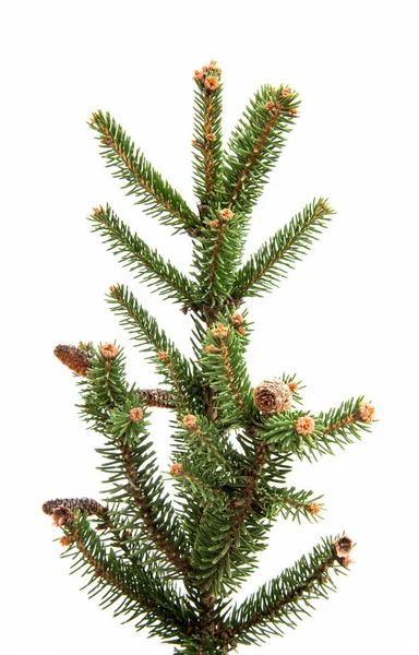 Weihnachtsgrüner Baum — Stockfoto