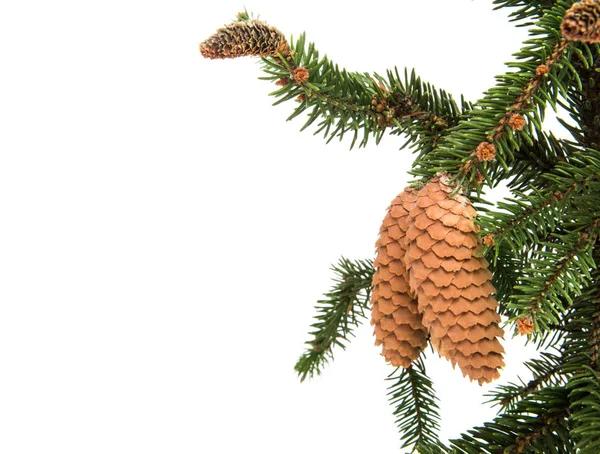 Weihnachtsgrüner Baum — Stockfoto