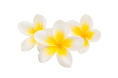 izole frangipani çiçek 