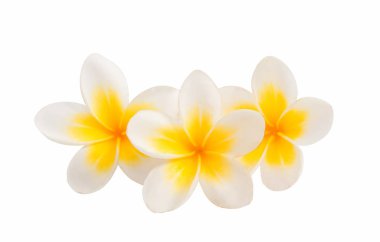 izole frangipani çiçek 