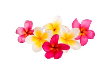 izole frangipani çiçek 