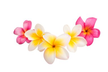 izole frangipani çiçek 