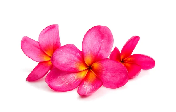 Frangipani flor aislada —  Fotos de Stock