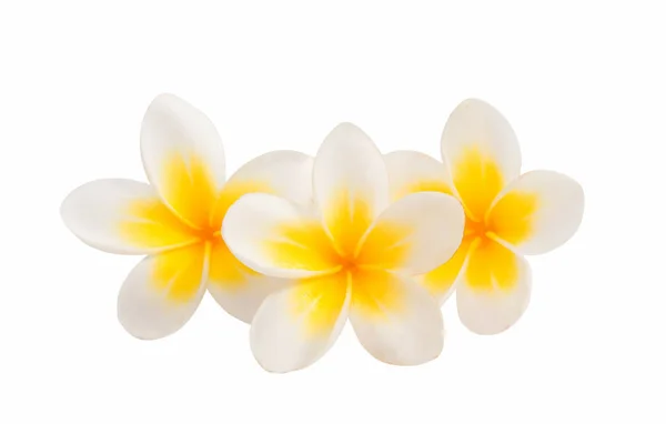 Frangipani fleur isolée — Photo