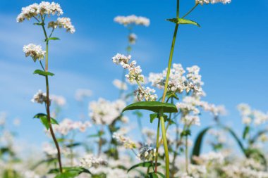 çiçek açan buğday tarım