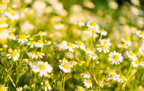 Medische daisy groeiende — Stockfoto