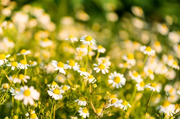 Medicinsk daisy växer — Stockfoto