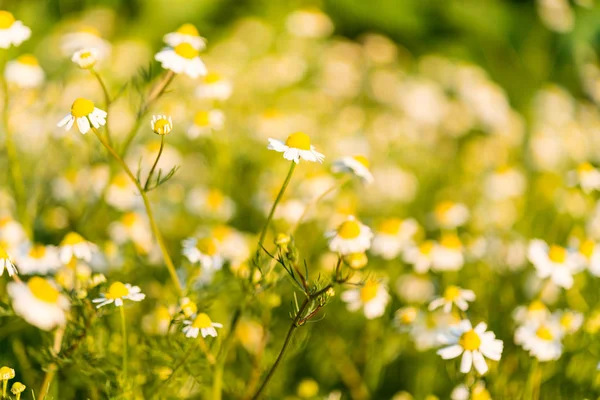 Medische daisy groeiende — Stockfoto