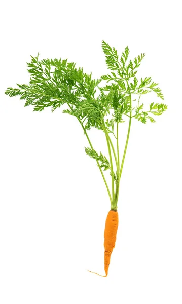 Zanahorias con hojas — Foto de Stock