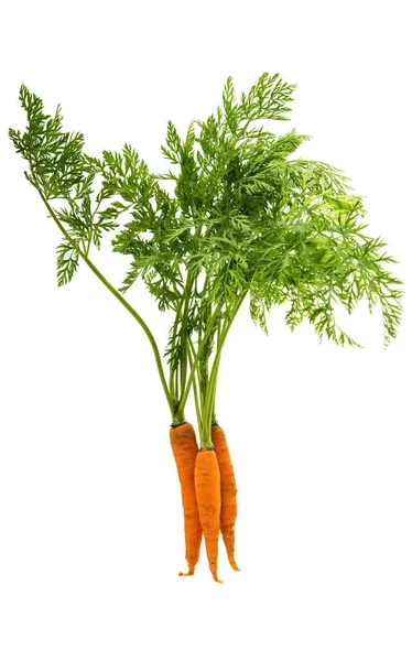 Zanahorias con hojas —  Fotos de Stock