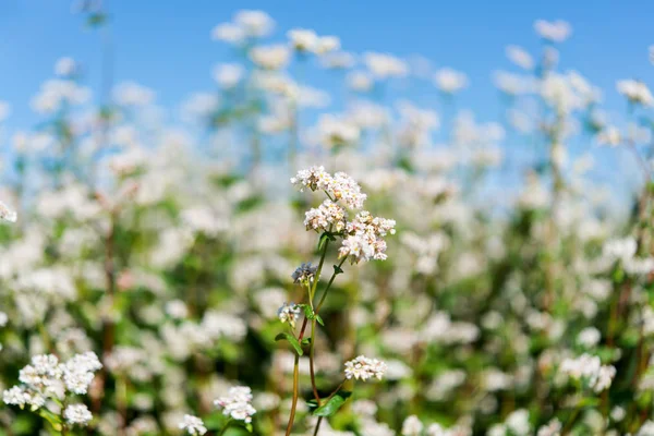 Agricultura floreciente de trigo sarraceno —  Fotos de Stock