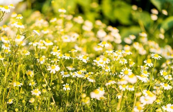 Medicinsk daisy växer — Stockfoto