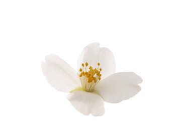 Elegance Yasemin çiçek 