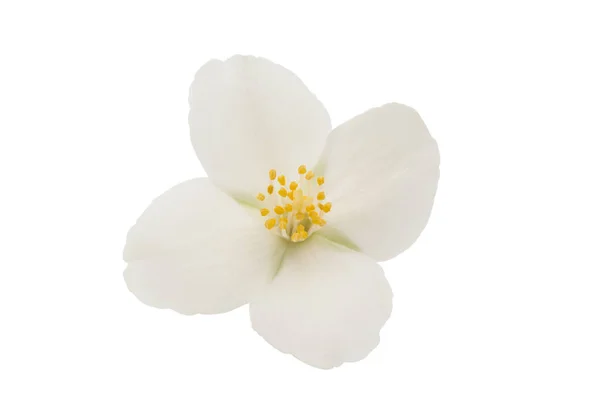 Elegance jasmine flower — Stock Photo, Image