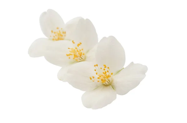 Eleganz Jasminblüte — Stockfoto