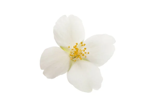 Kwiat jaśminu elegancja — Zdjęcie stockowe
