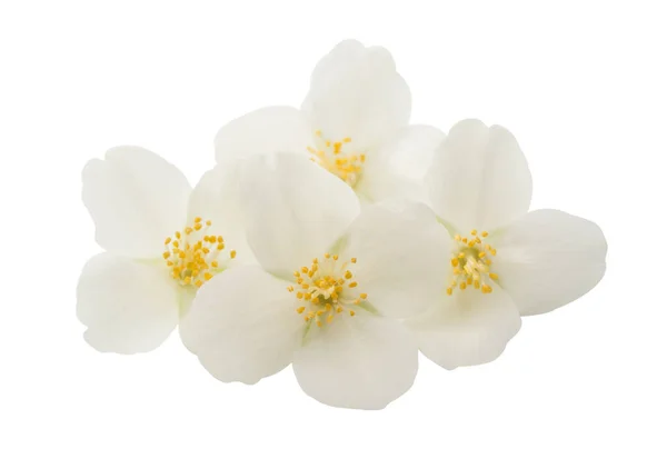 Elegance jasmine flower — Stock Photo, Image