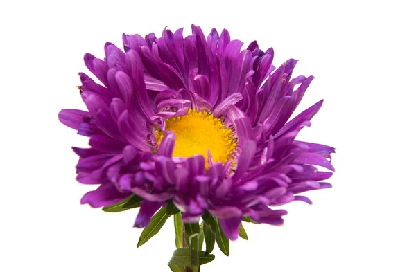 Purple aster flower — Stock Photo, Image