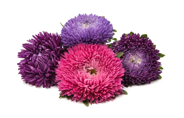 Flor de aster púrpura —  Fotos de Stock