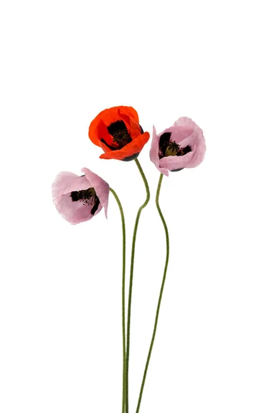 Poppy flowers floral design — Stock Photo, Image