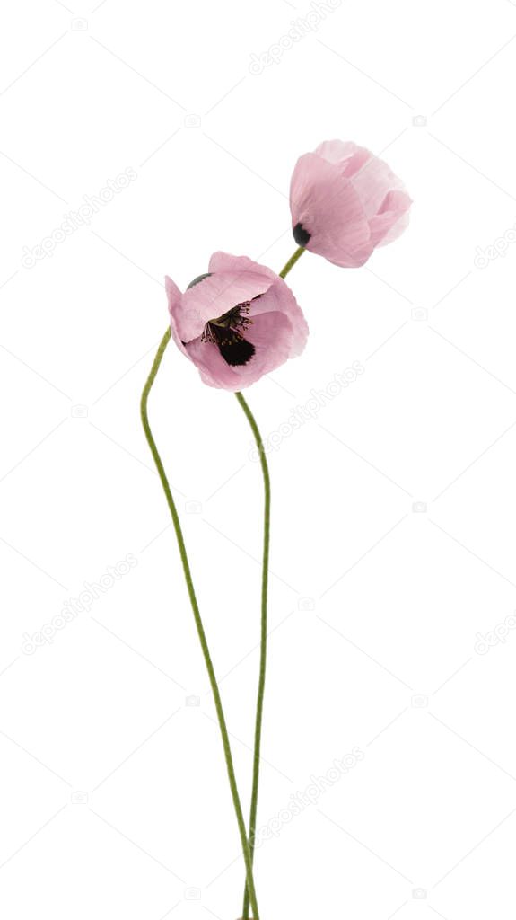 poppy flowers floral design 