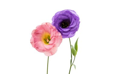 güzel eustoma çiçek 