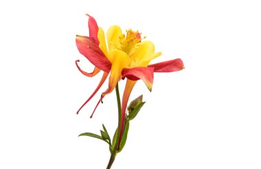 izole aquilegia çiçek 