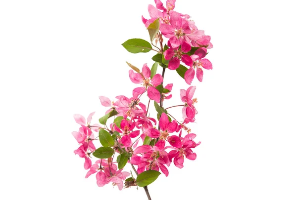 Fiori rosa di mela — Foto Stock