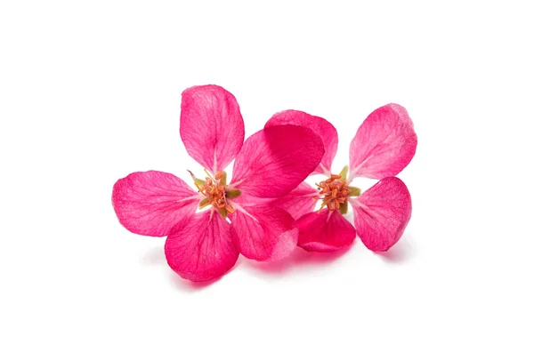 Roze bloemen van apple — Stockfoto