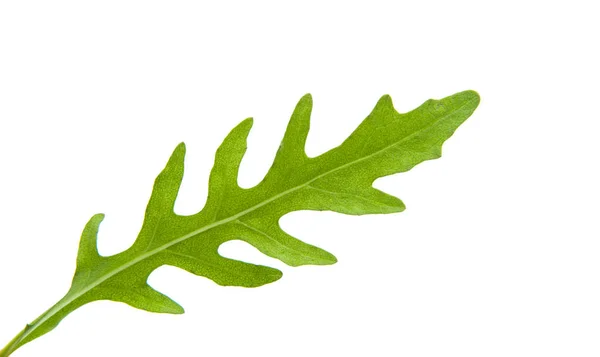 Φύλλα φρέσκο rucola — Φωτογραφία Αρχείου