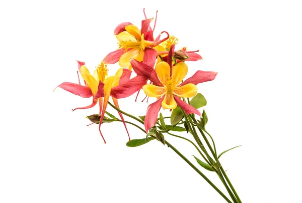 Aquilegia blomma isolerade — Stockfoto