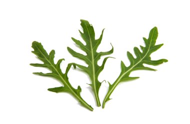 taze rucola yaprakları 