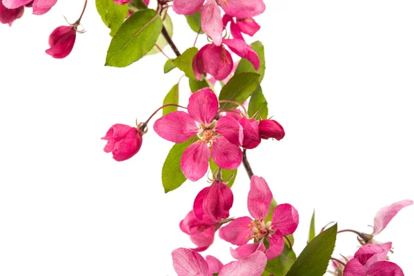 Fiori rosa di mela — Foto Stock