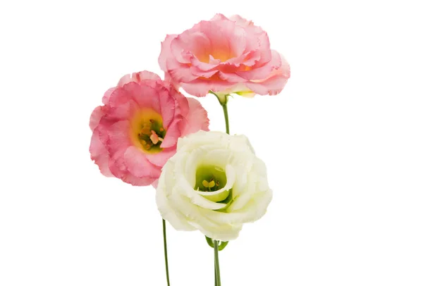 Eustoma όμορφο λουλούδι Εικόνα Αρχείου