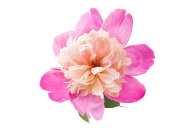 pembe Şakayık izole 