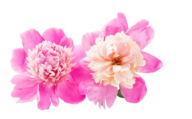 pembe Şakayık izole 