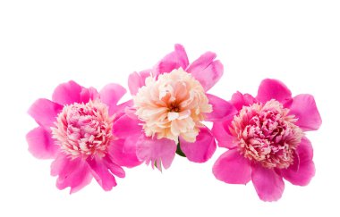 pembe Şakayık izole 