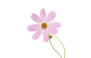 İzole cosmos çiçek